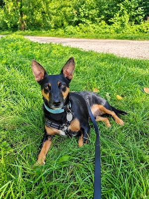 Pintscher Bub RONALDO (*2019) auf PS in 86633 Neuburg 