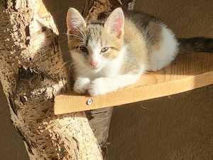 Katzenbabies suchen ihren Menschen