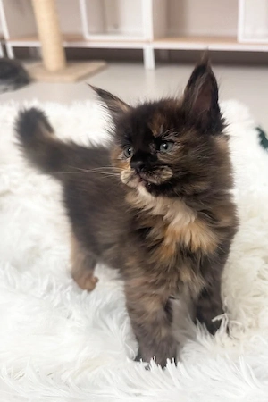 Wunderschöne, 3 Monate alte Maine Coon sucht ein Zuhause für immer.   