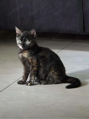 Katzen babys