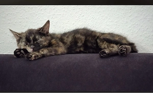 Katze, Kater 