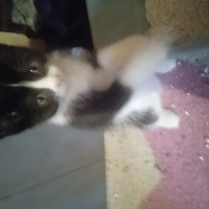 Kätzchen, Mixkätzchen, Hauskatze 