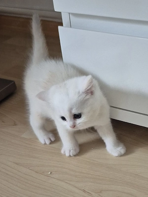 BKH  Kitten Reinrassig mit Stammbaum  Bild 3