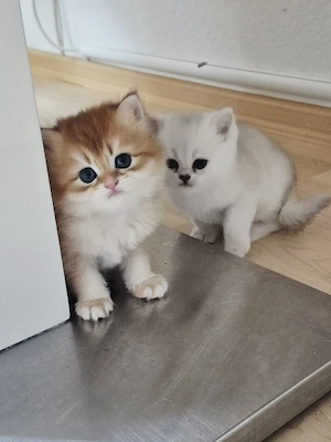 BKH Kitten Reinrassig mit Stammbaum 