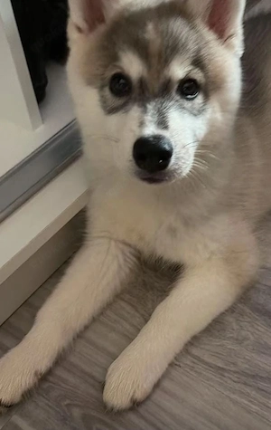 10 Wochen husky