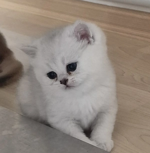 BKH  Kitten Reinrassig mit Stammbaum 