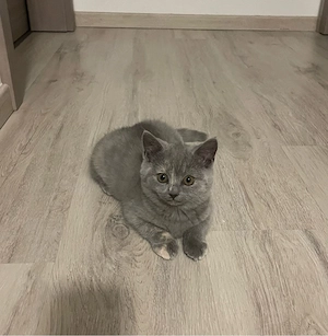 BKH kitten 