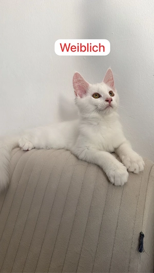 Zuckersüße Maine Coone Kitten suchen neues Zuhause