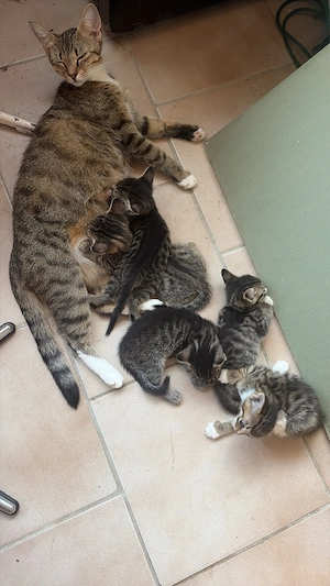 Katzenbabys 