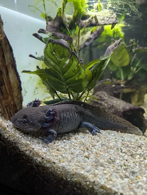 Aquarium inklusive Zubehör 