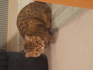 Schöne Britisch Kurzhaar Katze
