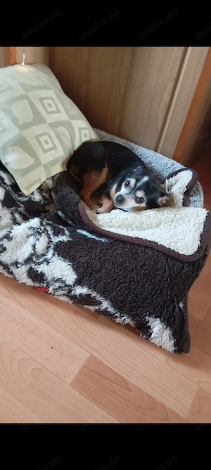 Älterer lieber Mini Chihuahua Mann 