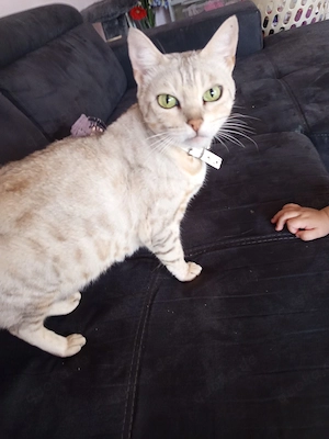 bengalkatze sucht ein Zuhause 