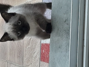 Britisch Kurzhaar Baby Katerchen