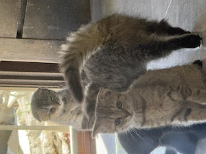 BHK Mischling Kitten 