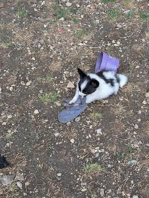 Papillonwelpen tricolour 