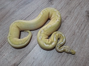 1.0 Coral Glow Pastel Cinni 100%DH Clown Pied, Python Regius 