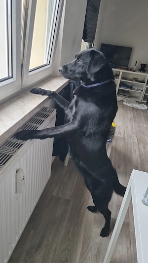 Labradorhündin sucht neues Sofa