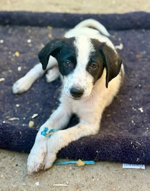 Kayleigh ist mit Hunden und Katzen gut verträglich