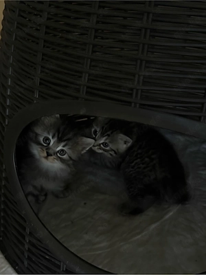 BKH Kitten