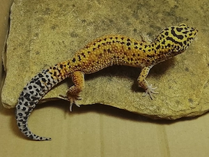 1,2 Leopardgecko Afghan Red Stripe het. Rainwater Albino 