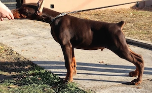  **Typvolle Dobermann-Welpen suchen ein liebevolles Zuhause** 