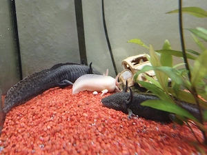 Axolotl abzugeben 