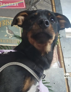 Pinscher - Jack Russel Mix Rüde