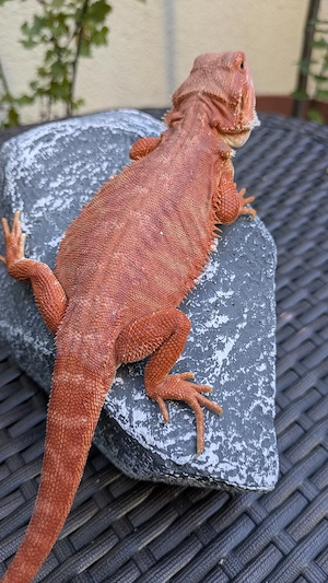 1.0 Hypo Red Organge Leatherback Bartagame Pogona Vitticeps 