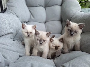 BKH Kitten