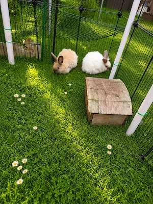 Englisch Angora Kaninchen