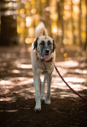 Bella - die Softvariante eines Kangals Bild 5