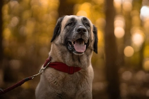 Bella - die Softvariante eines Kangals