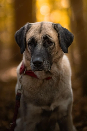 Bella - die Softvariante eines Kangals Bild 4