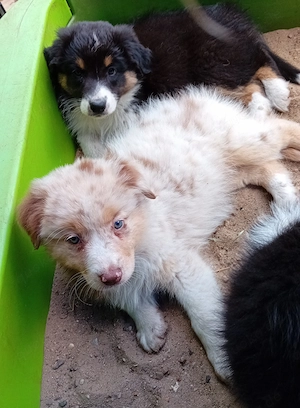 Australian Shepherd Welpen 