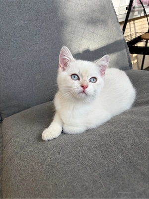 BKH Kitten Bild 2