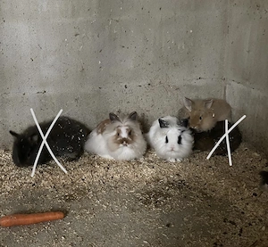Löwenköpfchen abzugeben 