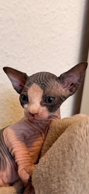 Sphynx Kitten