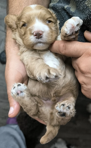 Cockerpoo Rüden F1