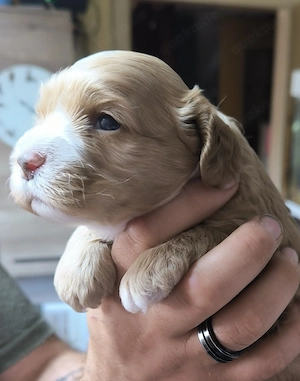 Cockerpoo Rüden F1