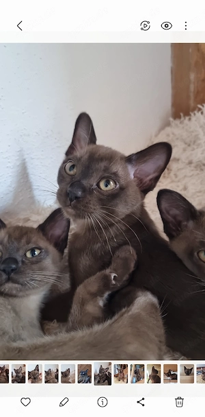 Burma Kitten zu verkaufen 