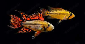 Kakaduzwergbuntbarsch rot Apistogramma cacatuoides 