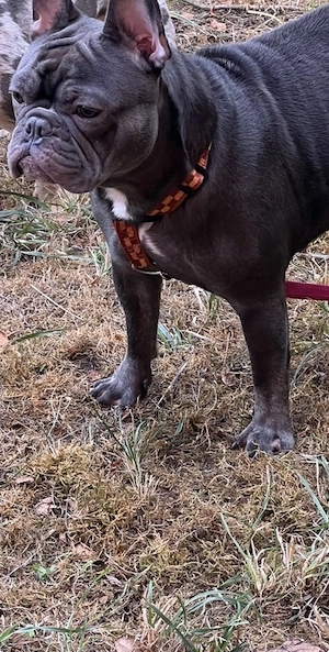 Bulldogge Hündinnen