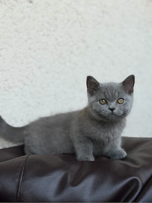 Britisch-Kurzhaar-Katerchen