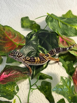 Leopardgeckos aus verschiedenen Verpaarungen   kommende Zuchtsaison
