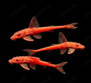 Roter Hexenwels Rineloricaria spec 