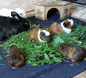 Meerschweinchen Damen gesucht 