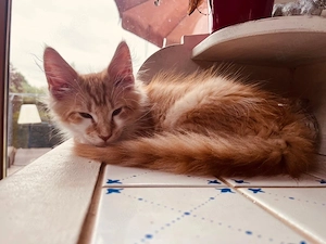 Norwegische Waldkatzen Kitten