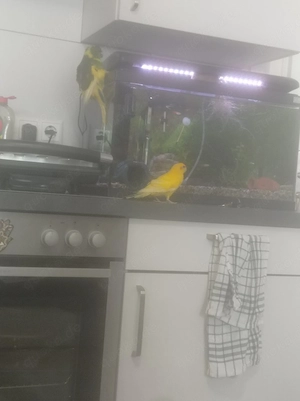 Vögel ohne Käfig  Bild 2