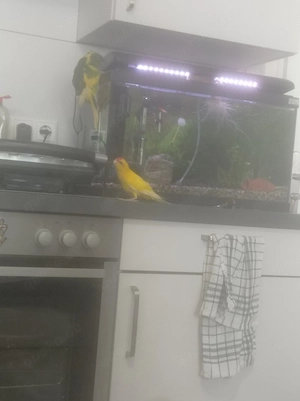Vögel ohne Käfig  Bild 3